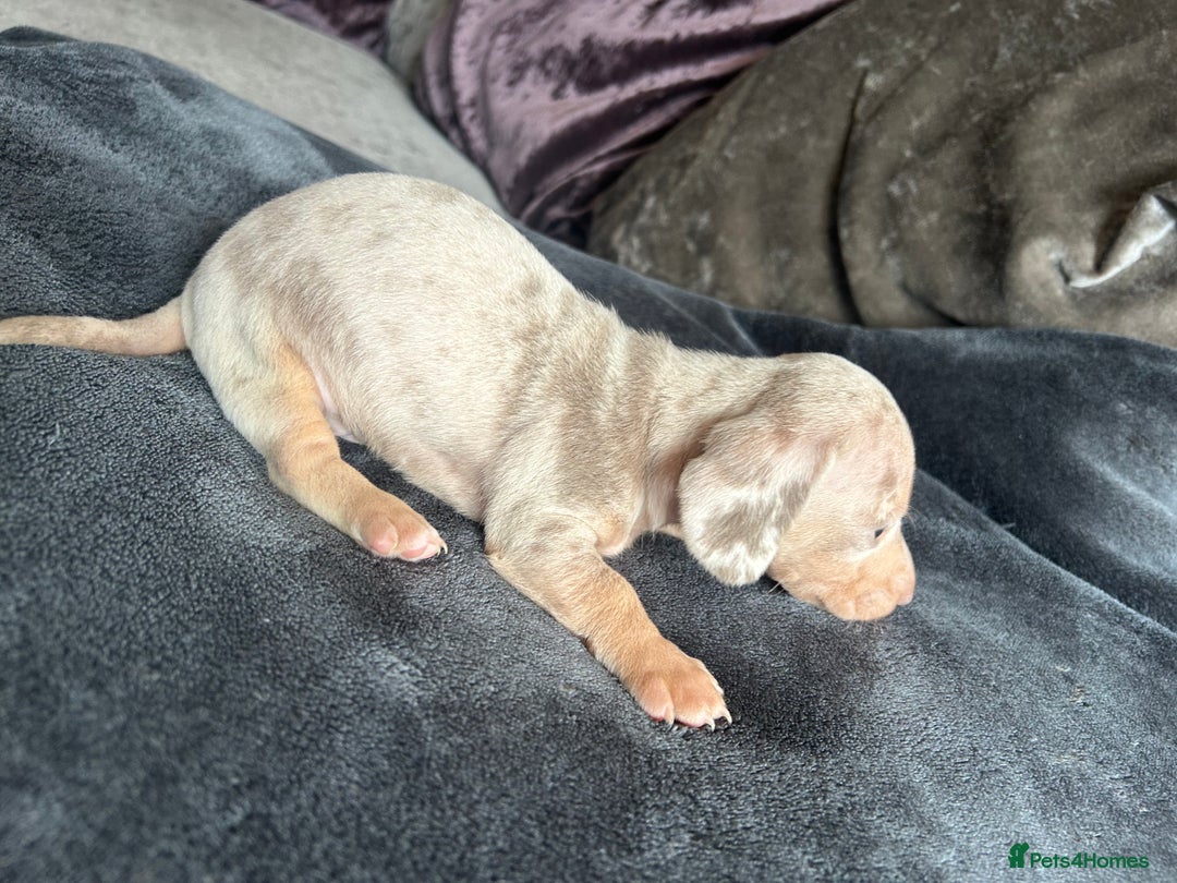 Dachshund dogs for sale: Miniature dachshund  - Advert 6