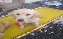 Golden Retriever dogs for sale: Wonderful,playful ,adventurous happy little furs😍 - Image 19