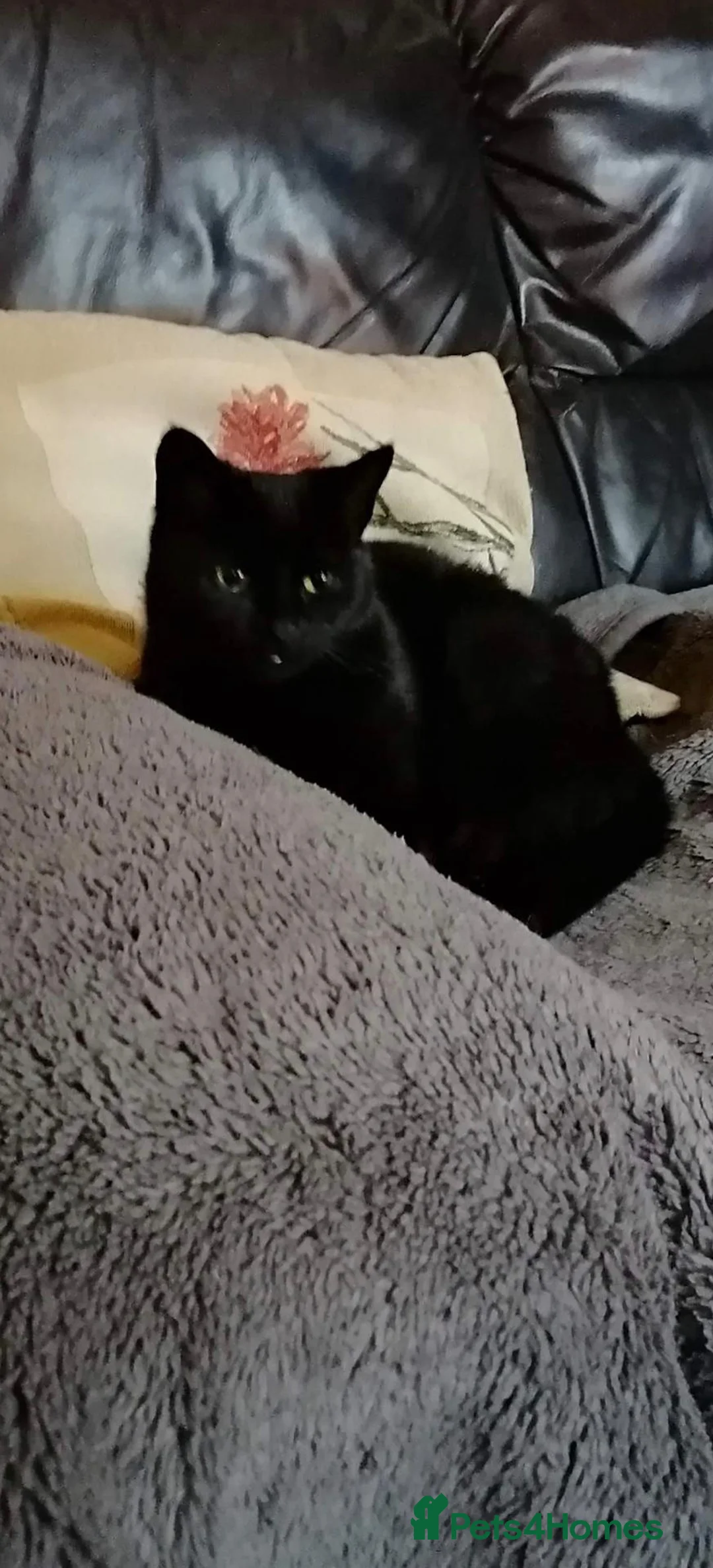 British Shorthair cats for sale: Two kittens seeking new loving homes - Advert 1