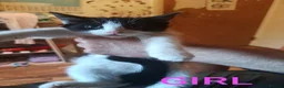 Mixed Breed cats for sale: Kittens for sale  in London - Advert 2