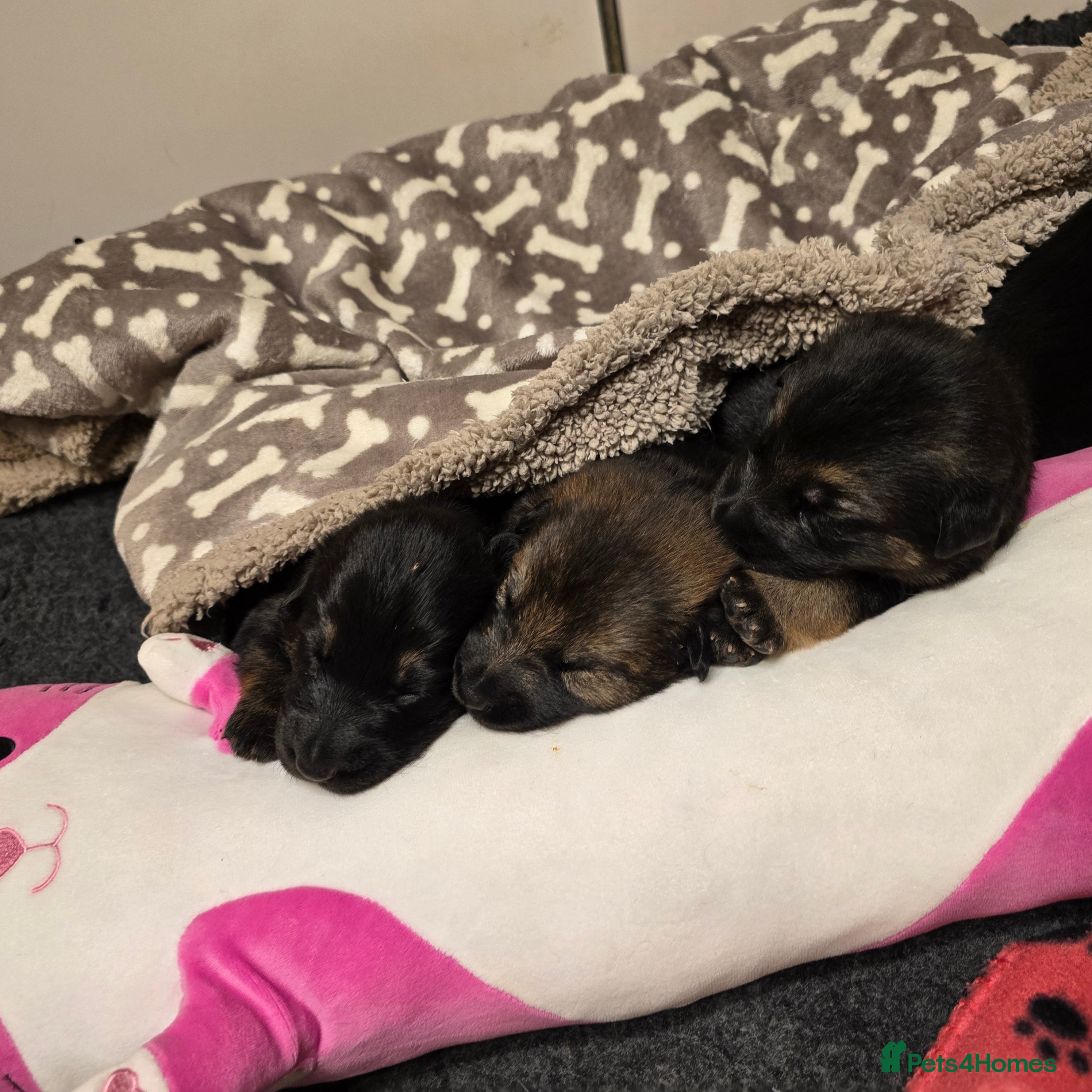 German Shepherd dogs Outstanding German Shepherd Puppies - Advert 13