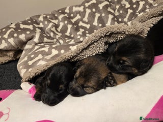 German Shepherd dogs Outstanding German Shepherd Puppies - Advert 9