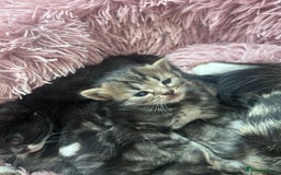 Bengal cats for sale: Bengal mixed kittens  - Image 10
