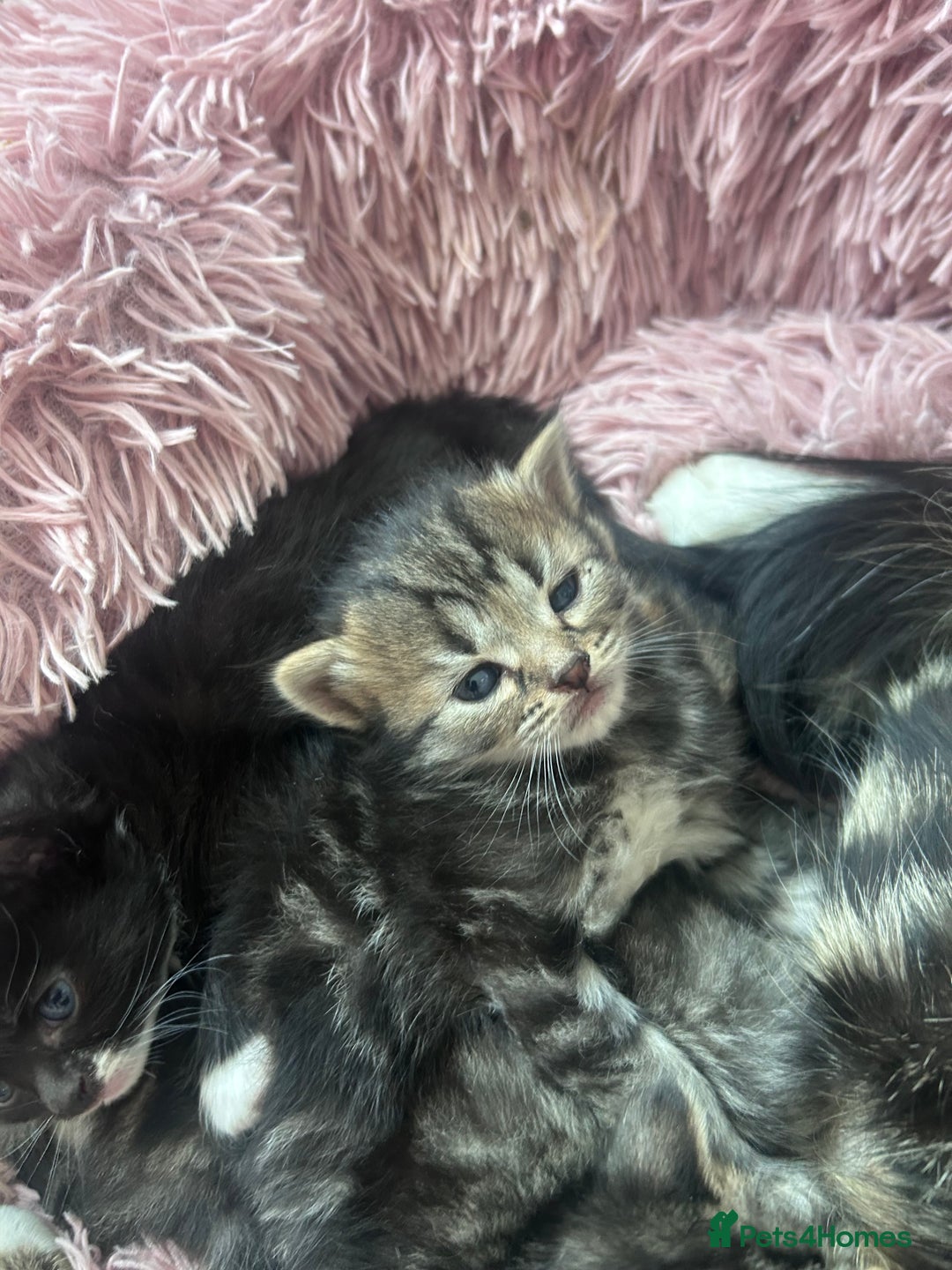 Bengal cats for sale: Bengal mixed kittens  - Image 10