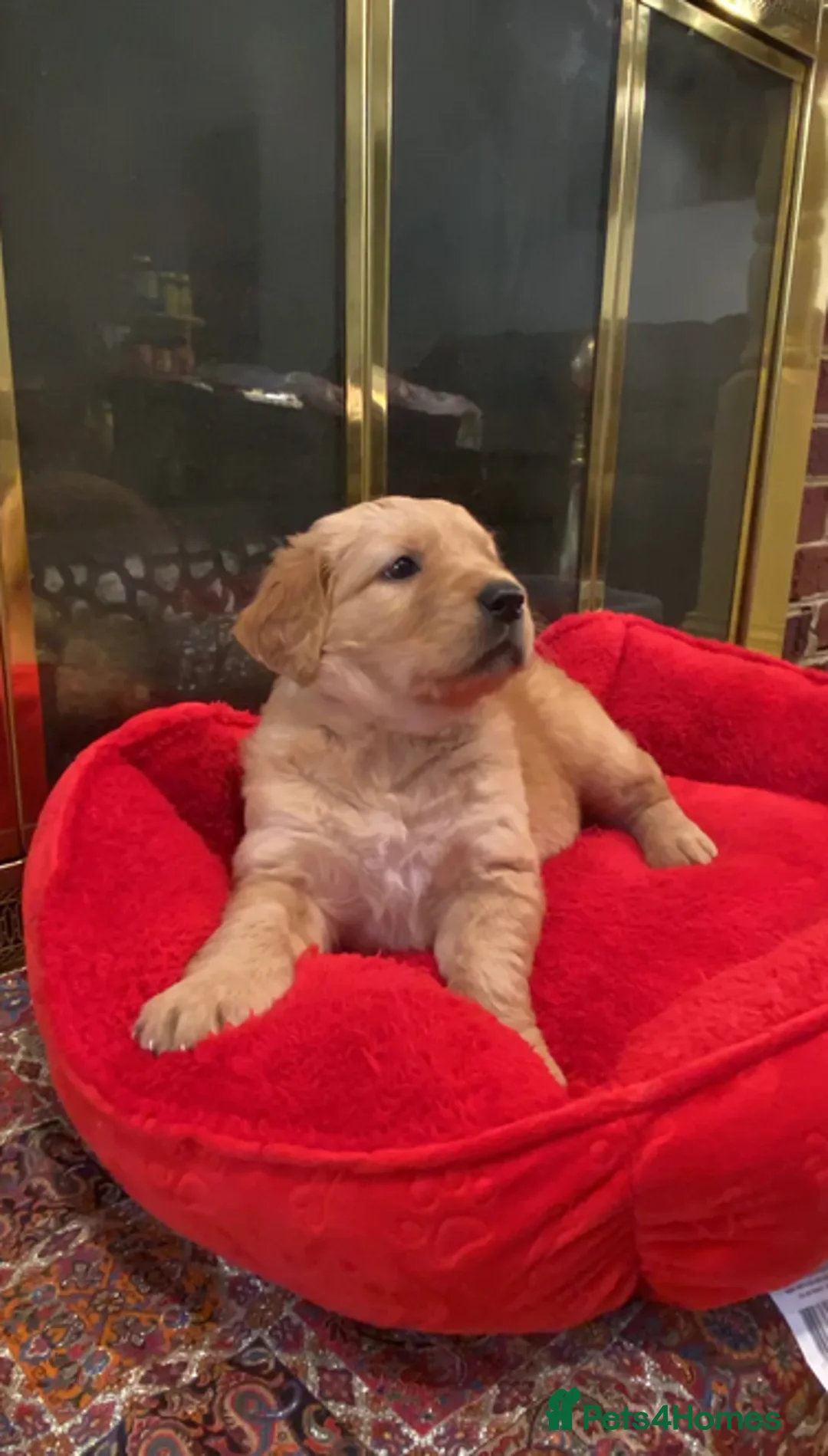Golden Retriever dogs for sale: Golden Retrievers Family - Advert 7