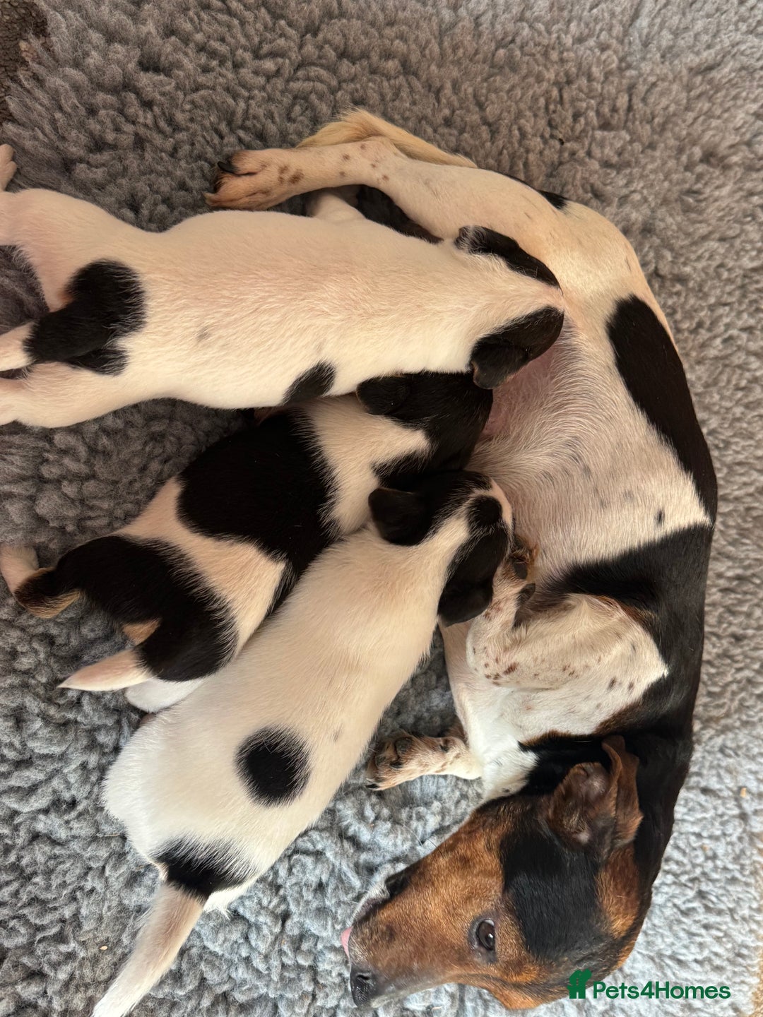 Jack Russell dogs for sale: Jack Russel terriers 3 - Advert 1