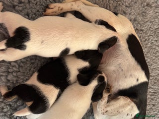 Jack Russell dogs Jack Russel terriers 3 - Advert 5