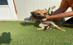 Mixed Breed dogs for adoption: Meet COOKIE, a Lovely Puppy Girl for a Loving Home - Image 35