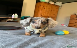 Miniature Dachshund dogs for stud: CREAM DAPPLE TOY LONG HAIRED DACHSHUND   - Image 4