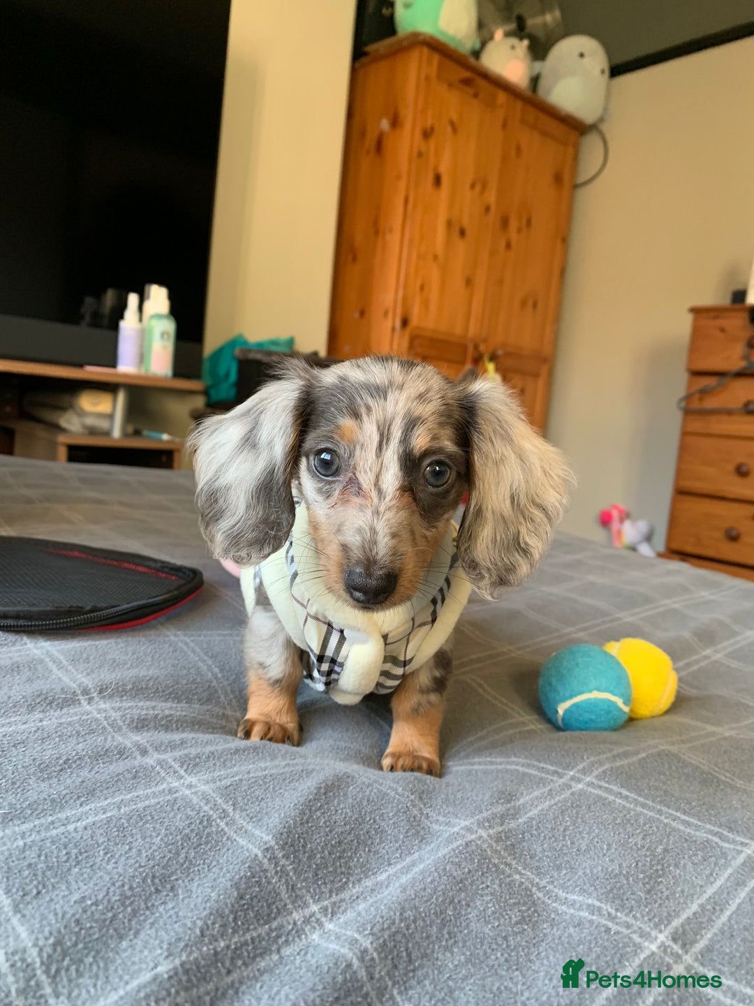 Miniature Dachshund dogs for stud: CREAM DAPPLE TOY LONG HAIRED DACHSHUND   - Image 4