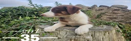 Border Collie dogs for sale: Stunning Border Collie pups from working home - Advert 2