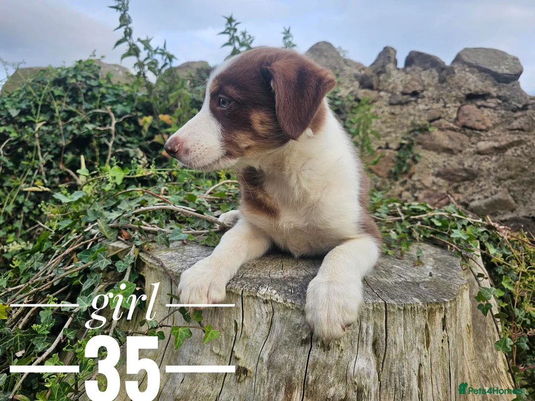 Border Collie dogs for sale: Stunning Border Collie pups from working home - Advert 2