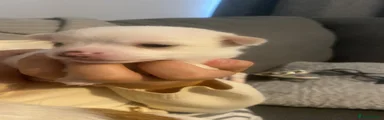 Jack Chi 2