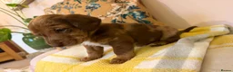 Mixed Breed dogs for sale: Doxie puppies  - Advert 39