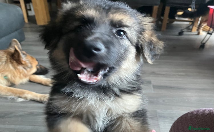 German Shepherd dogs - Advert 5