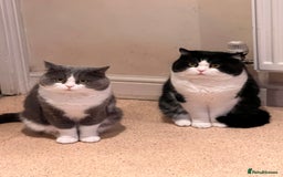 Ragdoll cats for sale: 7yr old Brothers need new home!! - Image 3