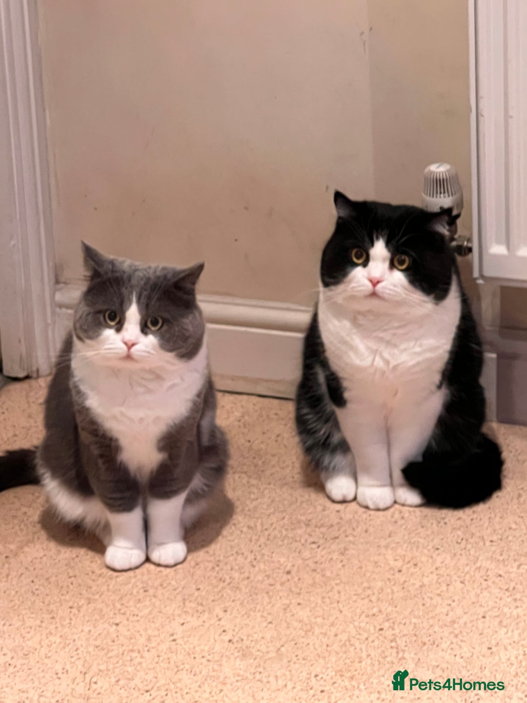 Ragdoll cats for sale: 7yr old Brothers need new home!! - Image 3