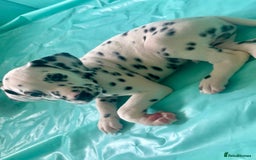 Dalmatian dogs for sale: Male Dalmatian puppy - Image 3