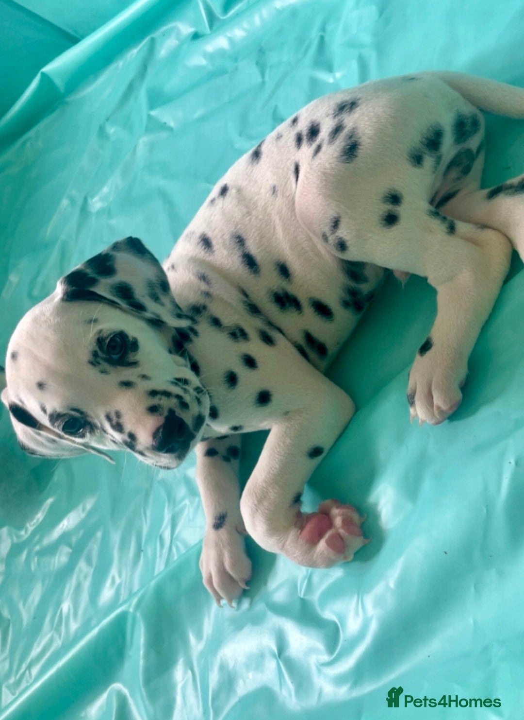 Dalmatian dogs for sale: Male Dalmatian puppy - Image 3