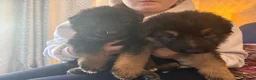 German Shepherd dogs for sale: German shepherd puppies  - Advert 3