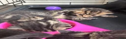 Bengal cats for sale: Bengal Kittens Looking for Their Forever Homes  - Advert 31