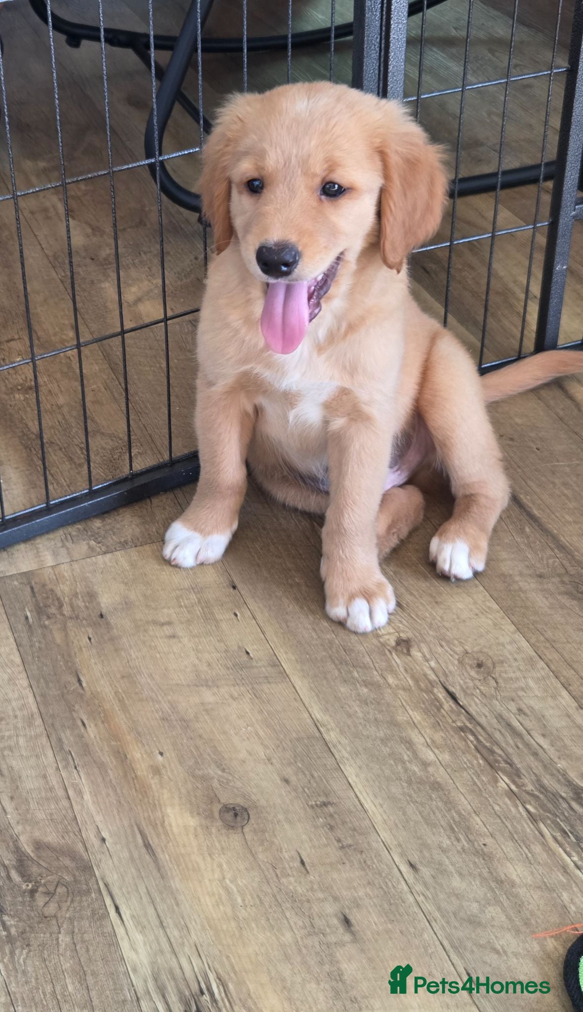Nova Scotia Duck Tolling Retriever dogs 💛 READY NOW Golden/Nova Scotia puppies 💛 - Advert 1