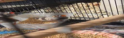 Finches birds for sale: Mixed aviary born Zebra Finch - Advert 6