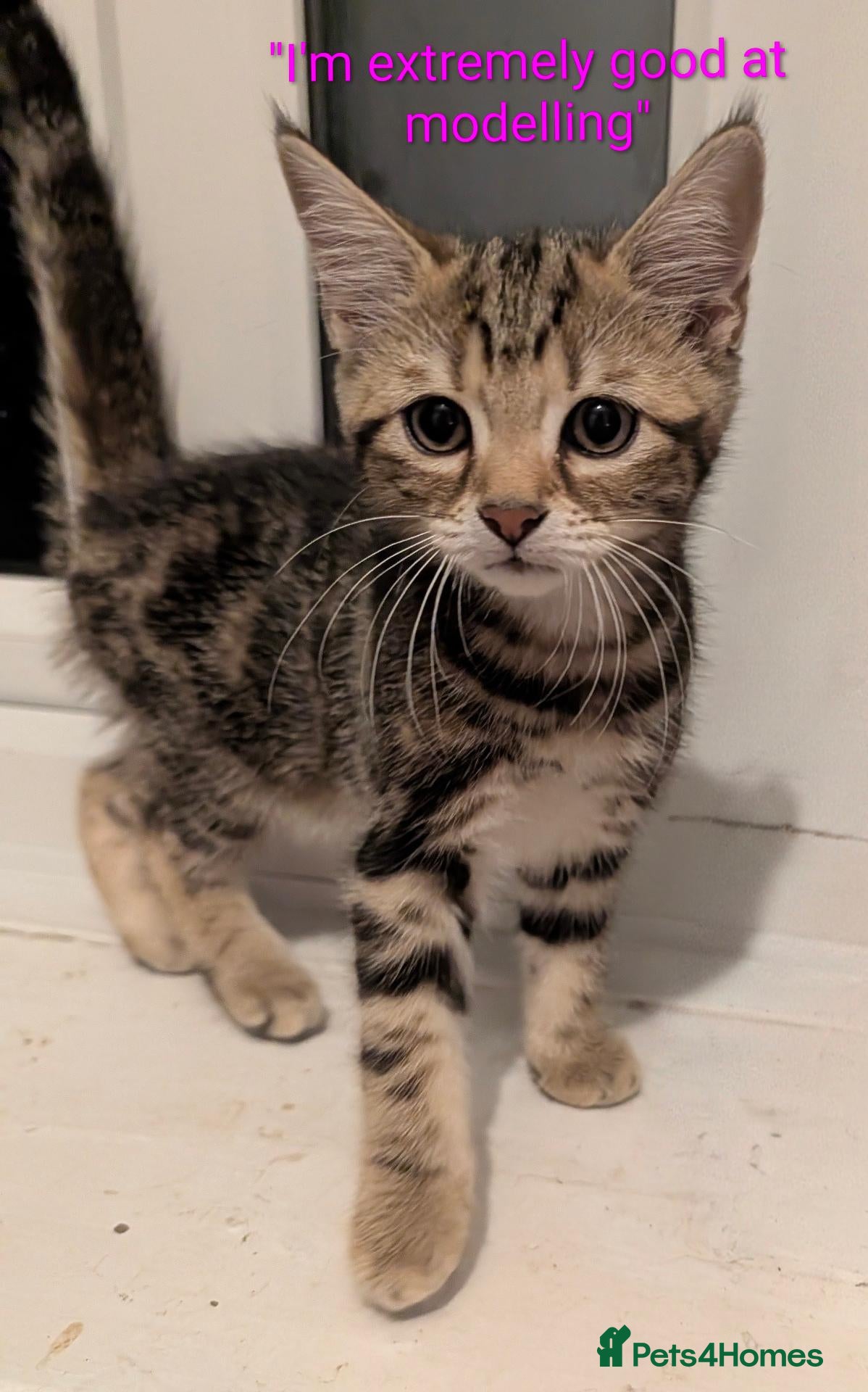 Domestic Shorthair cats READY TO LEAVE NOW🩵🩷 - Advert 1