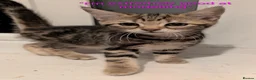 Domestic Shorthair cats for sale: READY TO LEAVE NOW🩵🩷 - Advert 1