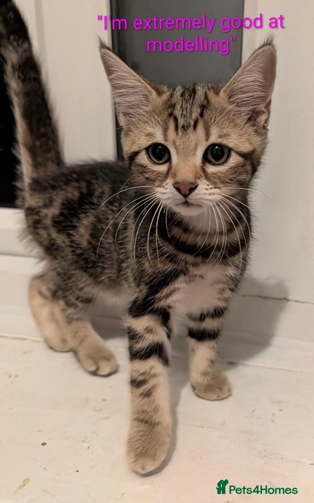 Domestic Shorthair cats for sale: READY TO LEAVE NOW🩵🩷 - Advert 1