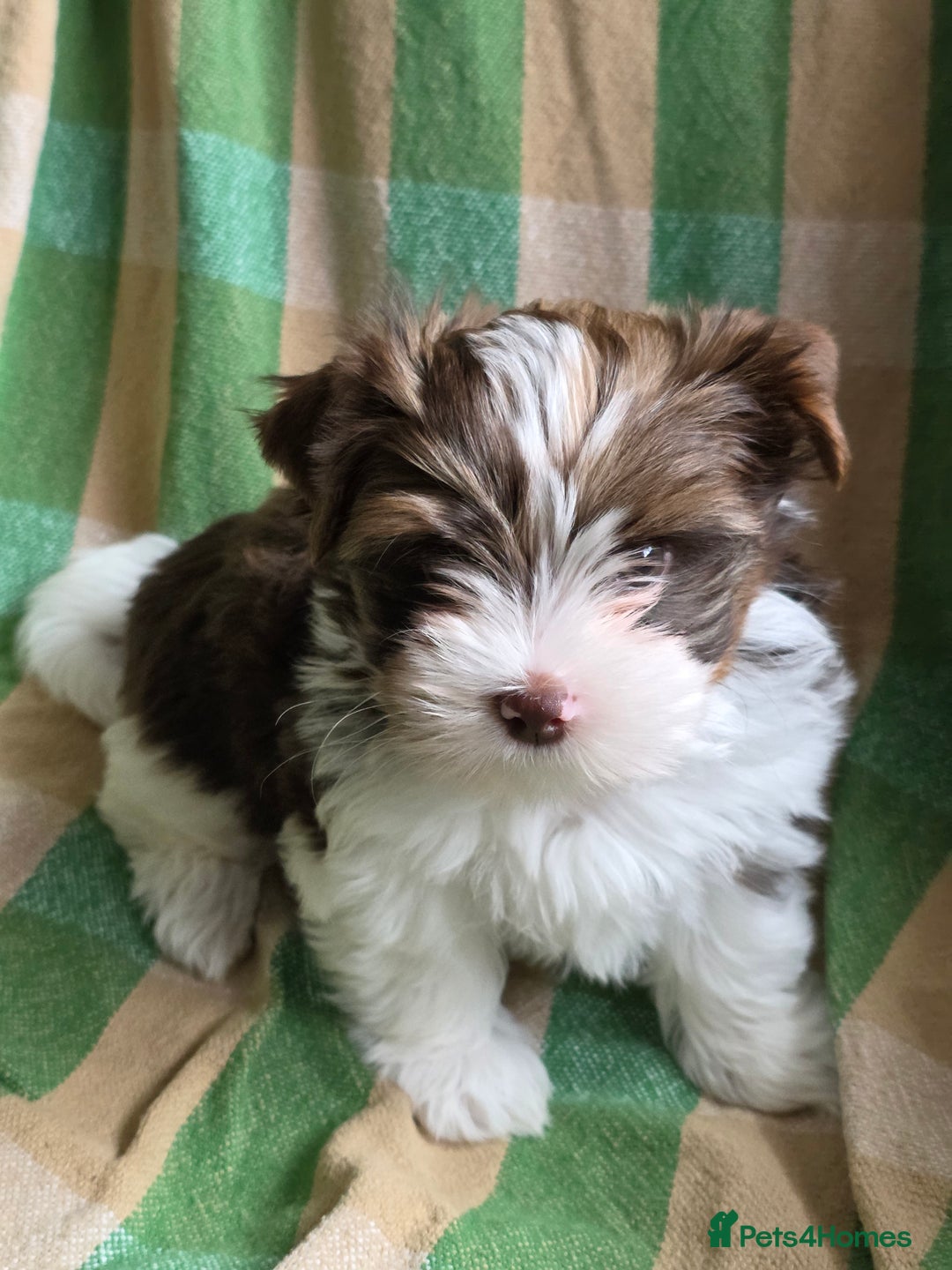 Yorkshire Terrier dogs for sale: Cocos' babies - Advert 2