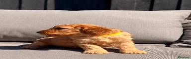 Cockapoo 3