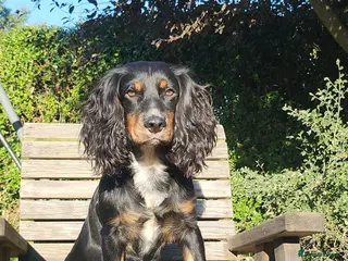 Cocker Spaniel dogs Pedigree working cocker spaniel in Tonbridge - Advert 3