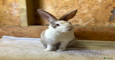 Mini Lop rabbits - Advert 1