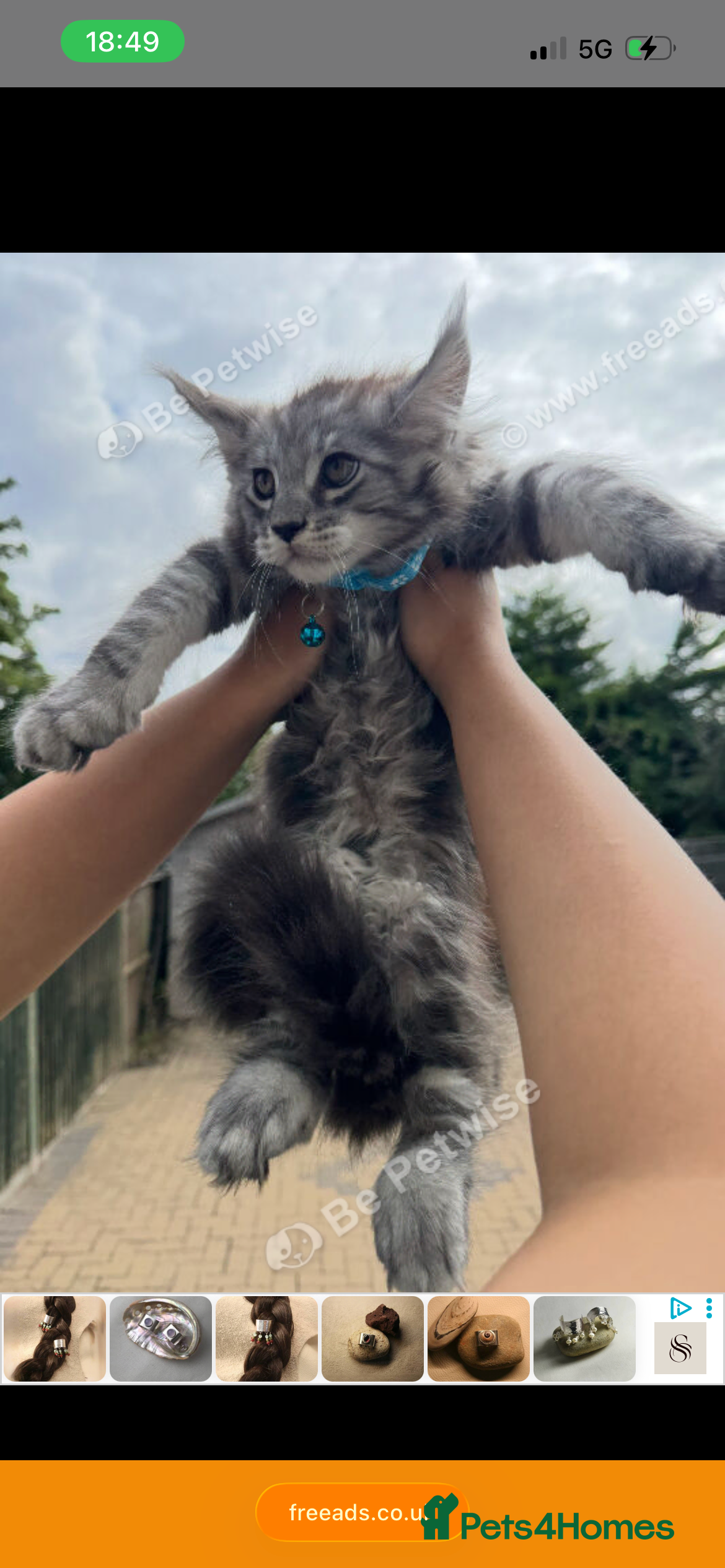 Maine Coon cats Pure Maincoon kittens in Birmingham - Advert 14