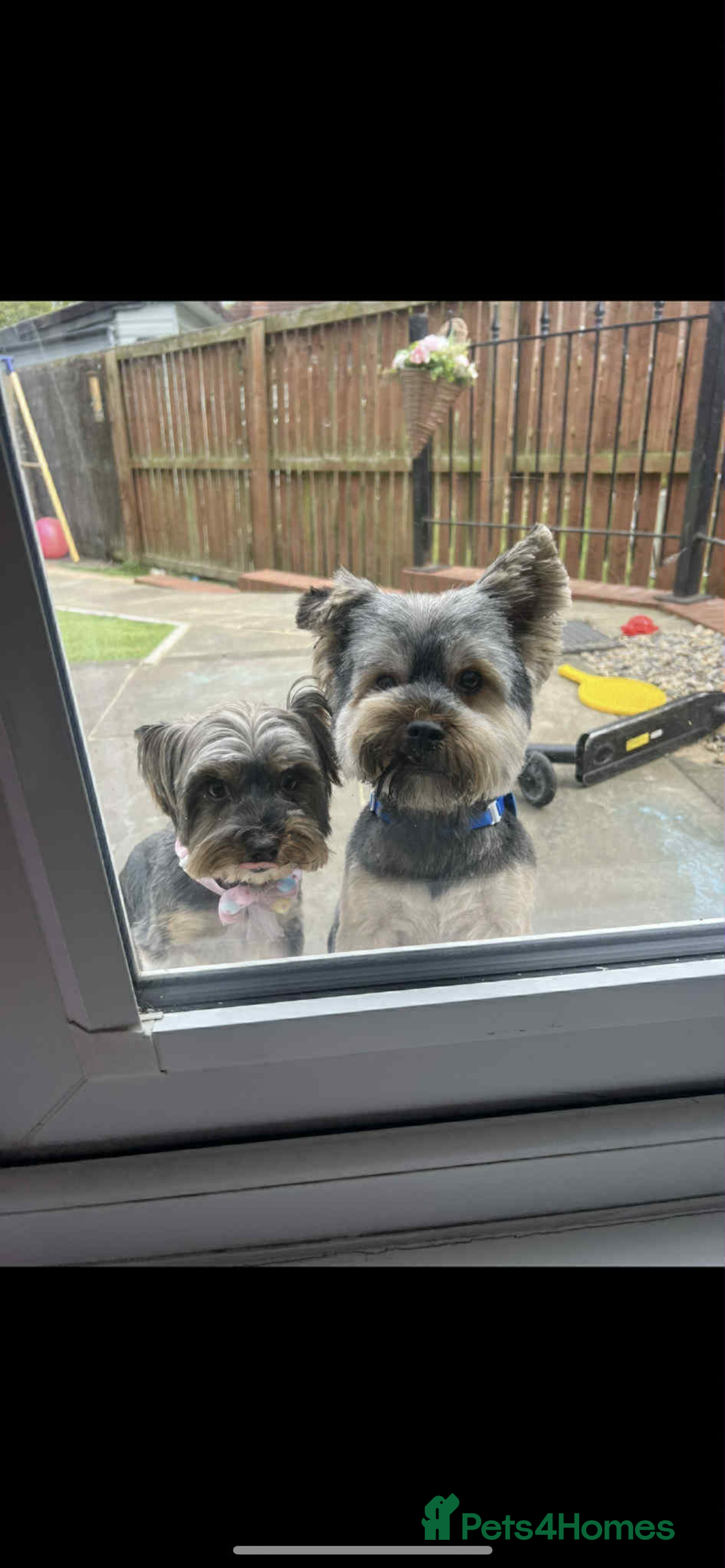 Yorkshire Terrier dogs for sale: Yorkshire terrier puppies for sale  - Image 11