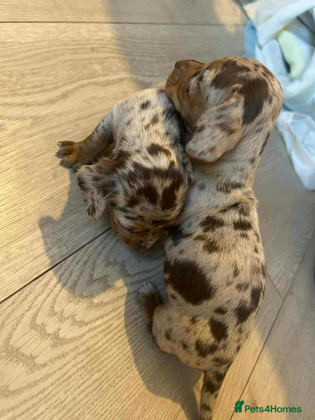 Miniature Dachshund dogs for sale: Miniature dachshund puppy’s  - Image 4
