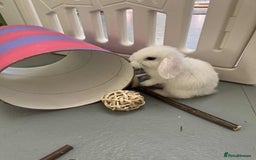 Mini Lop rabbits for sale: Mini Lop White Baby Bunny Ready Now!! - Image 8