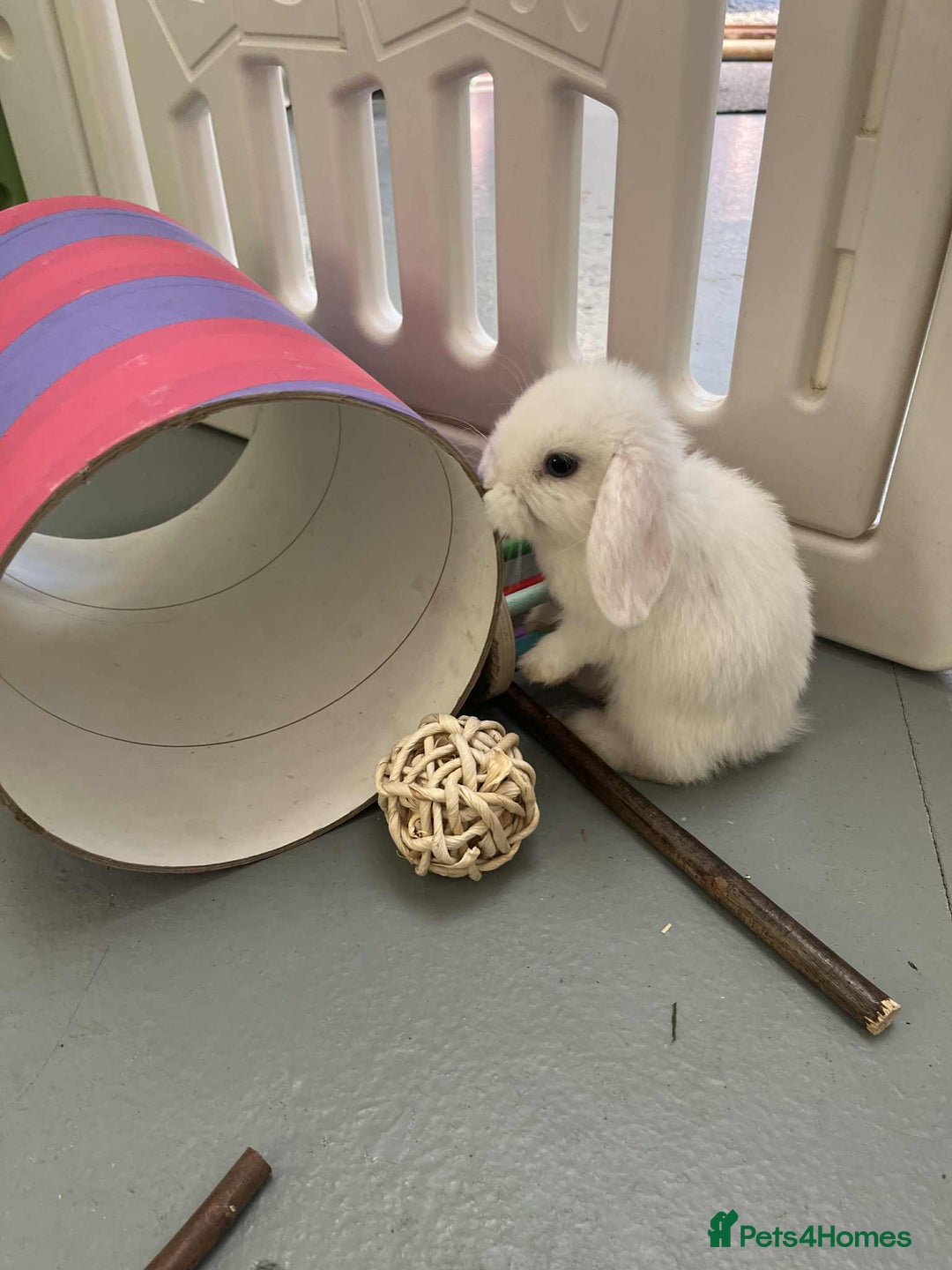 Mini Lop rabbits for sale: Mini Lop White Baby Bunny Ready Now!! - Image 8