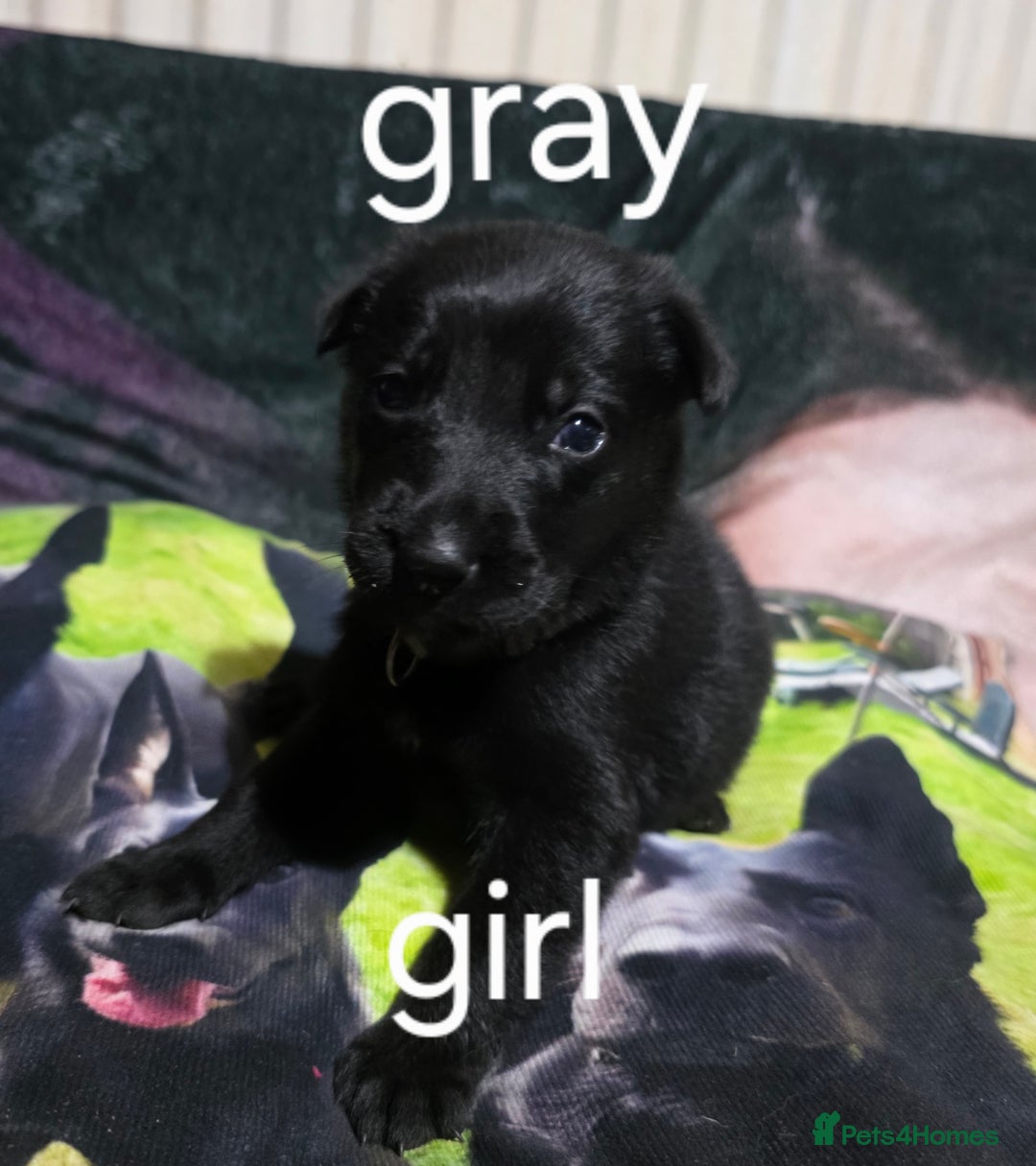 German Shepherd dogs for sale: Black german shepherds  - Advert 7