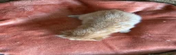 Mixed Breed cats for sale: 2 Orange boys  - Advert 9