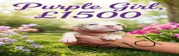 Olde English Bulldogge dogs for sale: 12 olde English bulldogs  - Advert 13