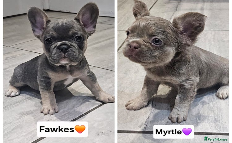 French Bulldog dogs - Advert 2