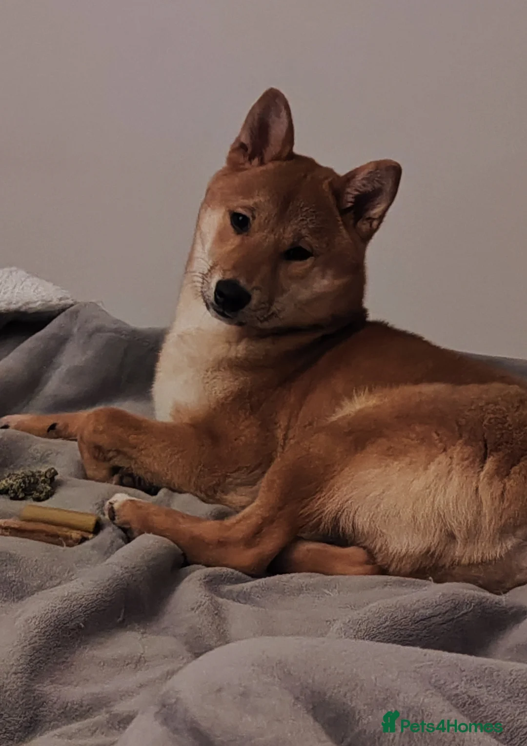 Japanese Shiba Inu dogs for sale: Young male full breed shiba inu - Advert 2