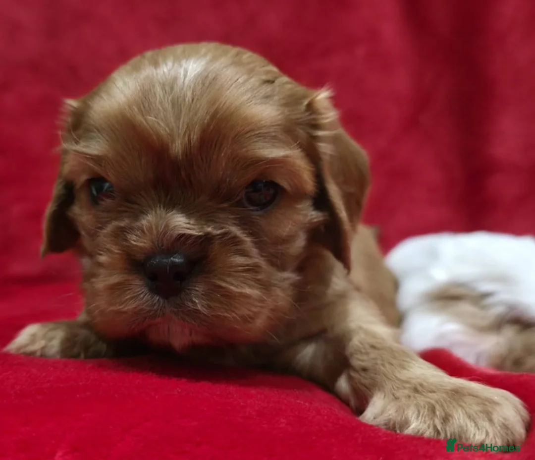 Cavalier King Charles Spaniel dogs for sale: Cavalier king Charles spaniel's. - Advert 5