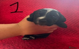 Cocker Spaniel dogs for sale: 7 Beautiful Cocker Spaniel Boys - Image 2