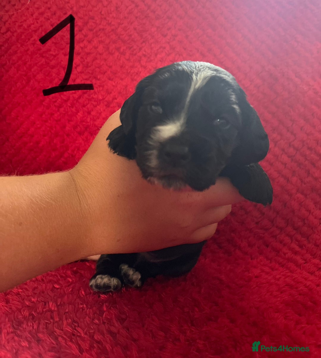 Cocker Spaniel dogs for sale: 7 Beautiful Cocker Spaniel Boys - Image 2