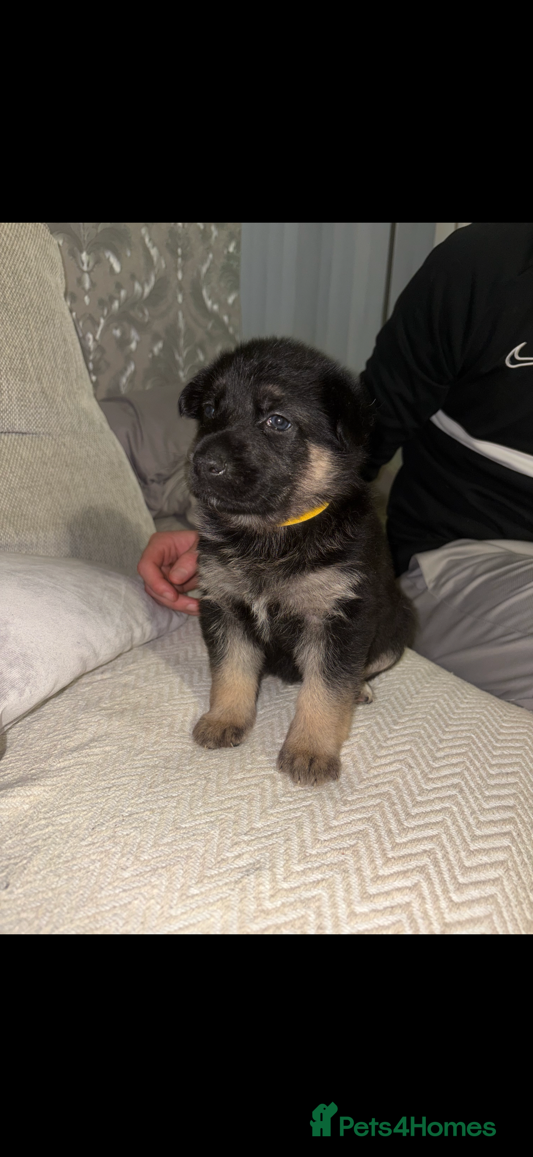 German Shepherd dogs for sale: German shepherd litter  - Advert 7