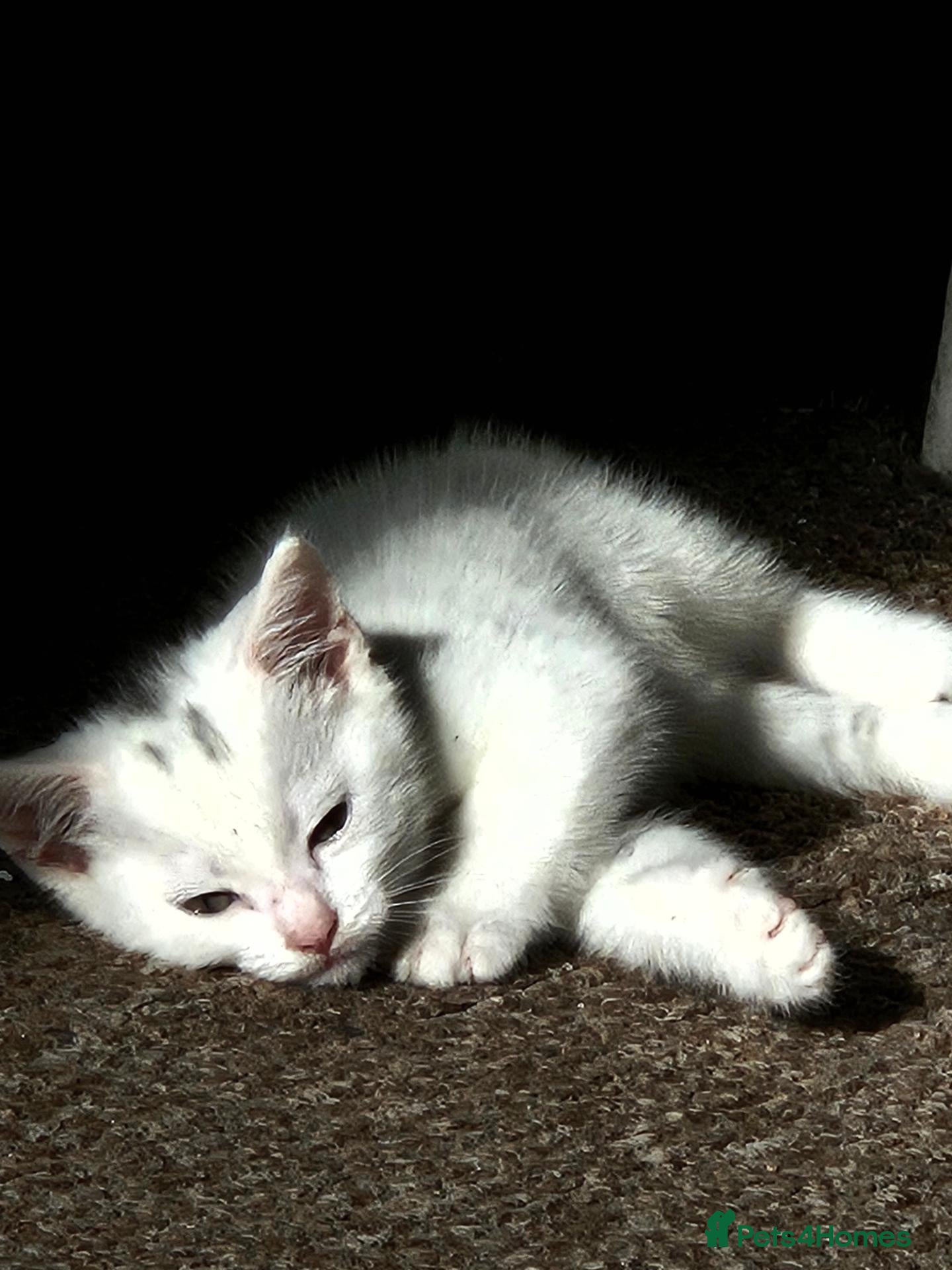 Mixed Breed cats for sale: Kitten female  - Advert 7