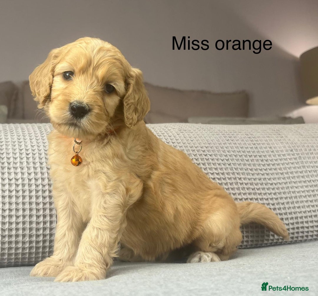 Goldendoodle dogs for sale: These will be stunning adults. Real head turners. - Advert 10